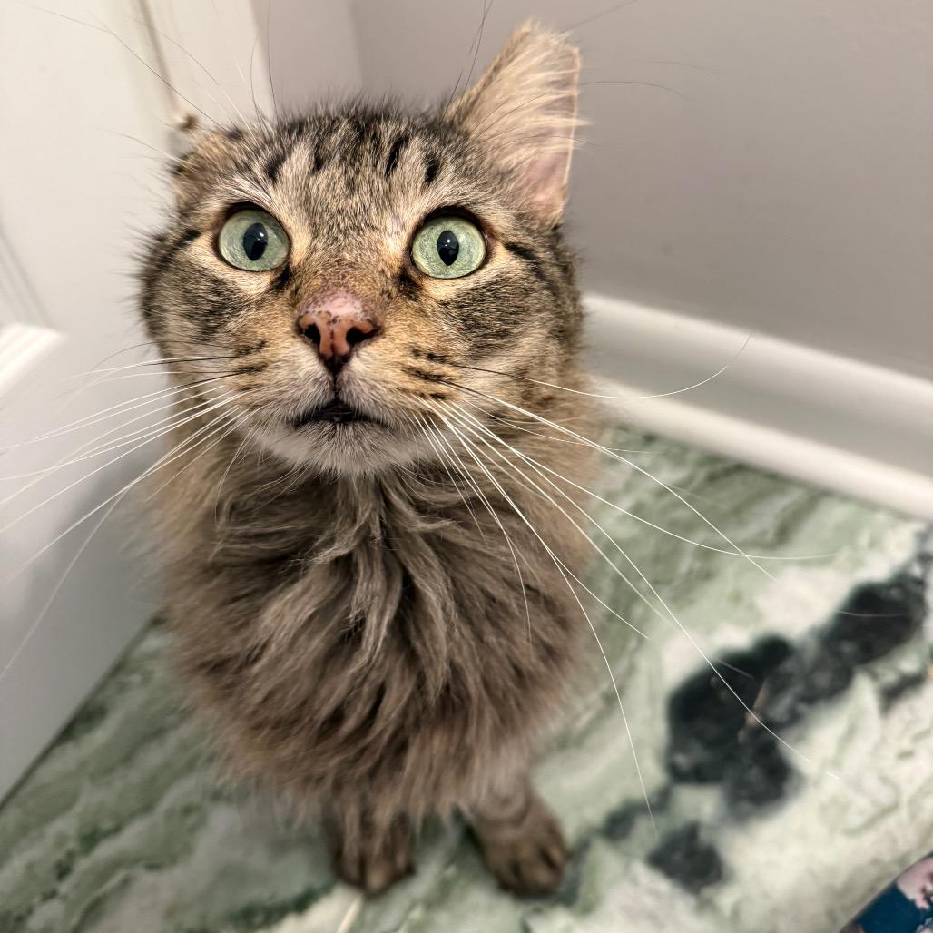 Merlin, Adoptable, Adult Male Domestic Medium Hair.