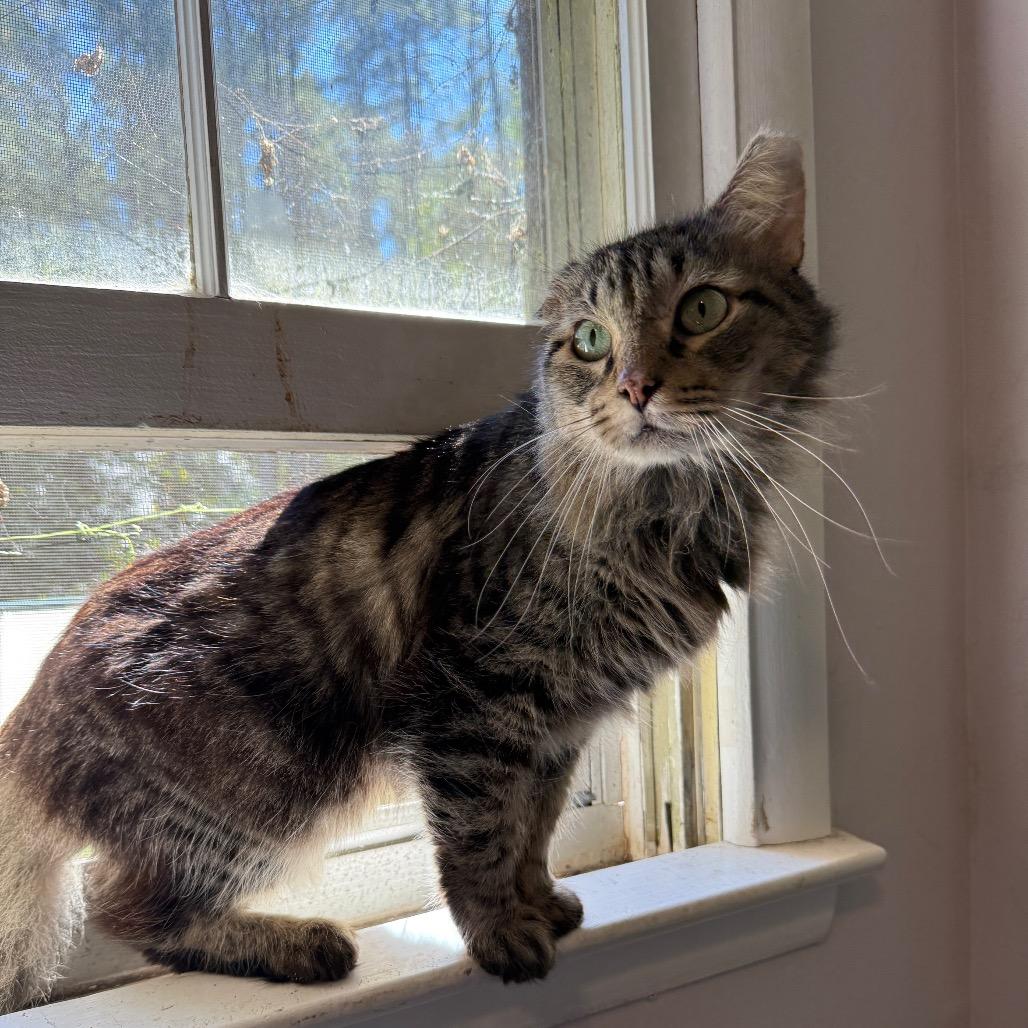Enlarge Merlin, a Adoptable Domestic Medium Hair in Hillsborough, NC image 2/5