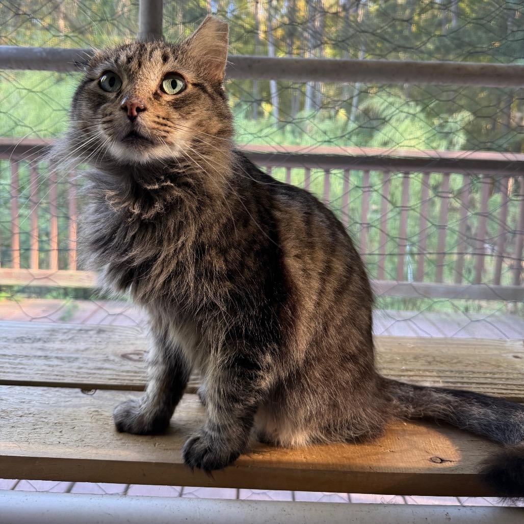 Enlarge Merlin, a Adoptable Domestic Medium Hair in Hillsborough, NC image 3/5