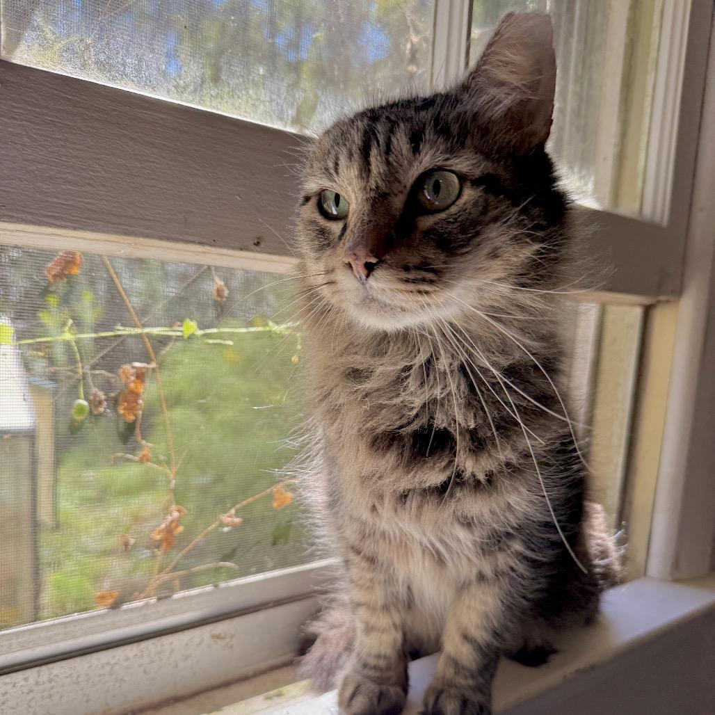 Enlarge Merlin, a Adoptable Domestic Medium Hair in Hillsborough, NC image 4/5
