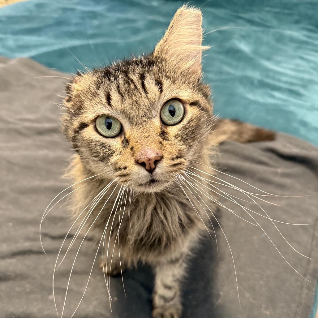 Enlarge Merlin, a Adoptable Domestic Medium Hair in Hillsborough, NC image 5/5