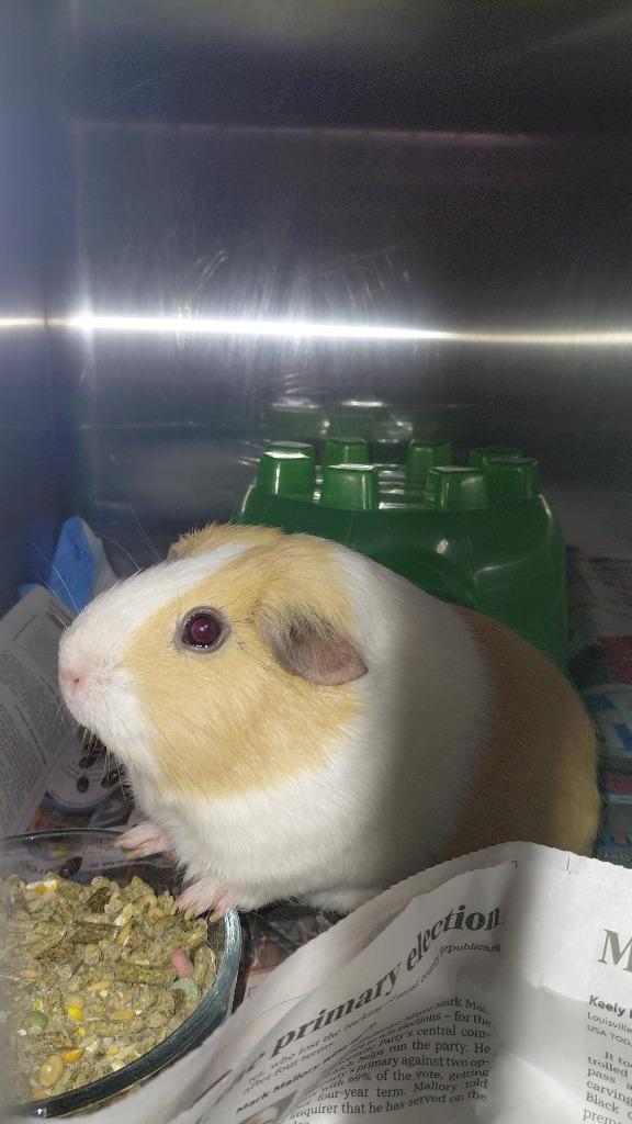 Enlarge Biscuit, a Adoptable Guinea Pig in Cincinnati, OH image 1/1