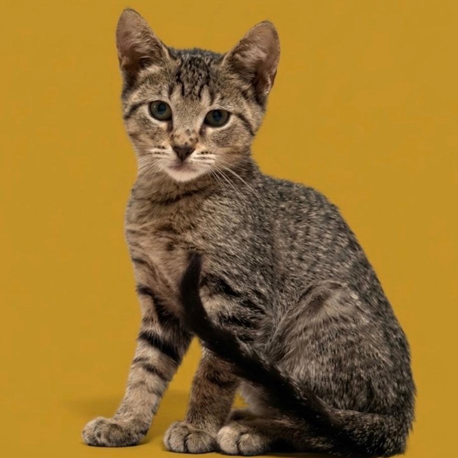 Crenshaw, Adoptable, Kitten Male Domestic Short Hair.