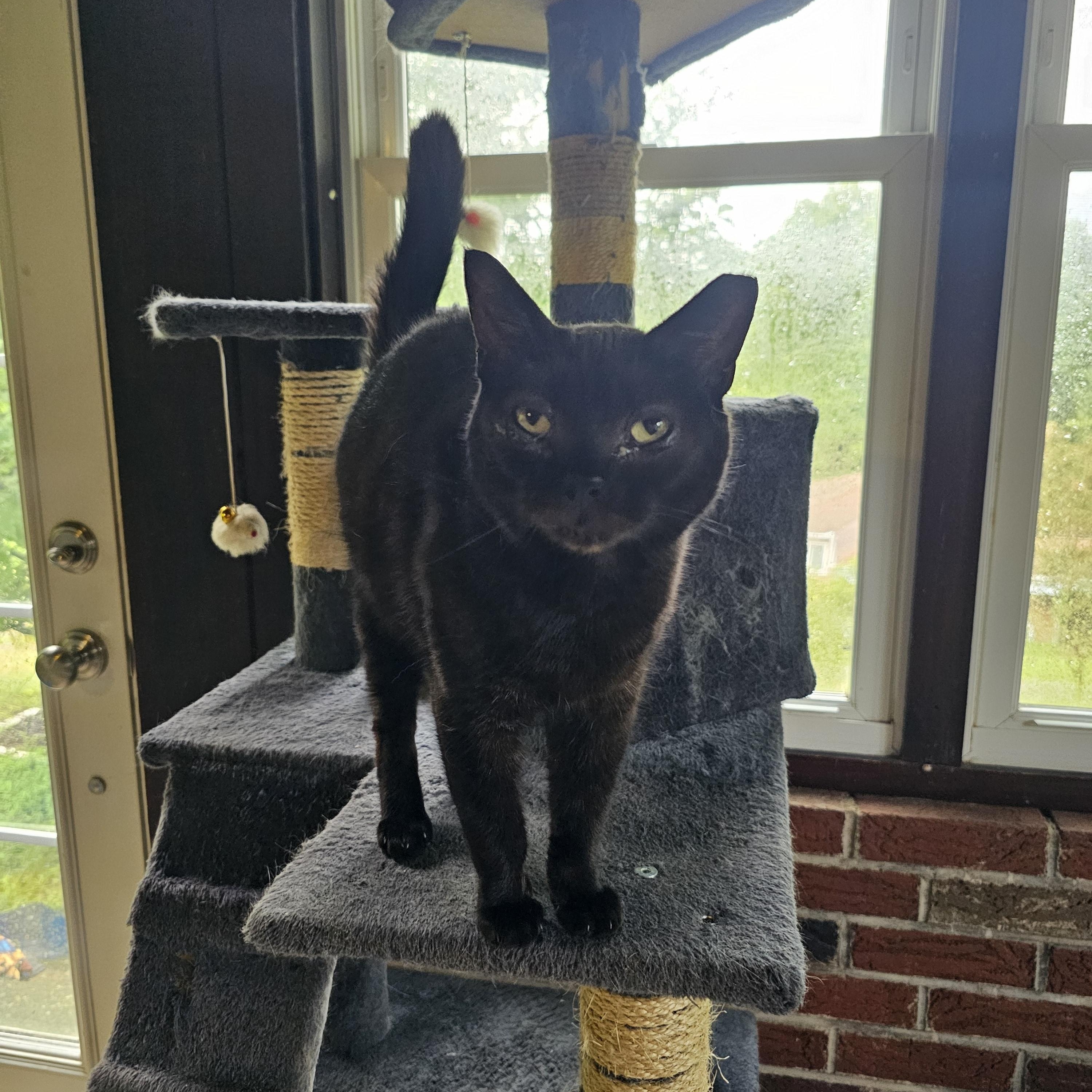 Hershey, Adoptable, Adult Male Domestic Short Hair.