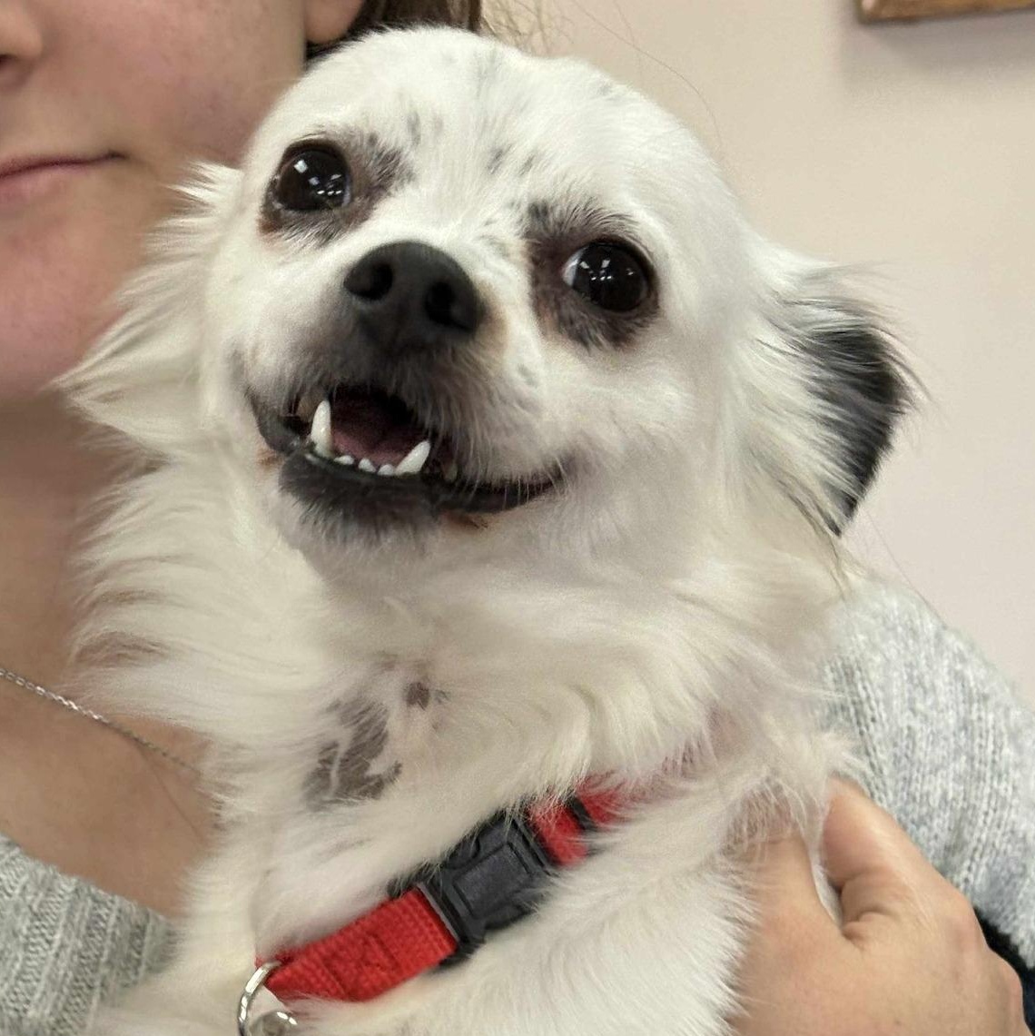 Enlarge Muncha, a Adoptable mixed breed in Martinsburg, WV image 1/1