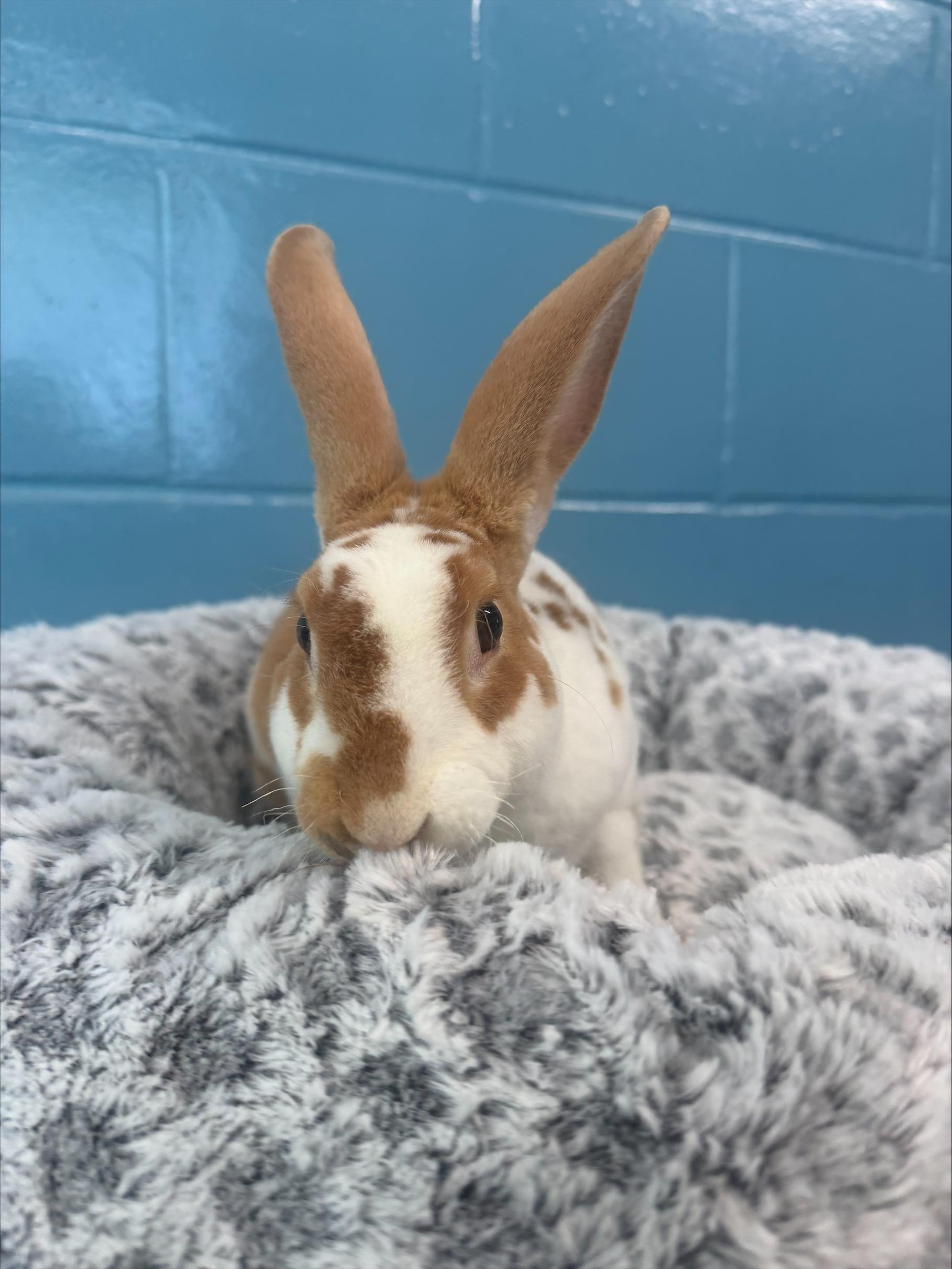 Enlarge Barley, a Adoptable Mini Rex in Chicago, IL image 1/1