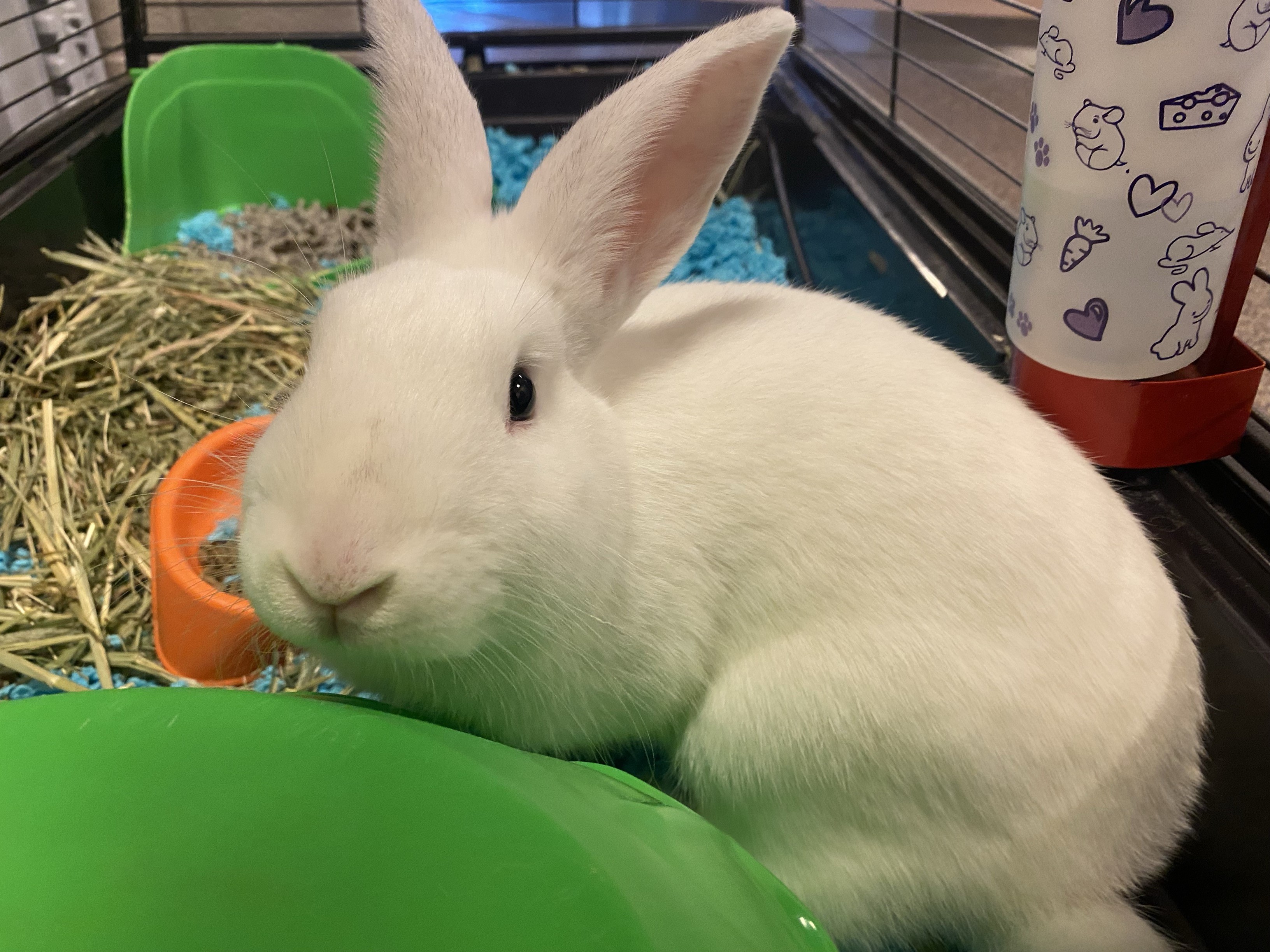 Asher OS-324/24, a Adoptable Bunny Rabbit in Burlington, ON image 3/4