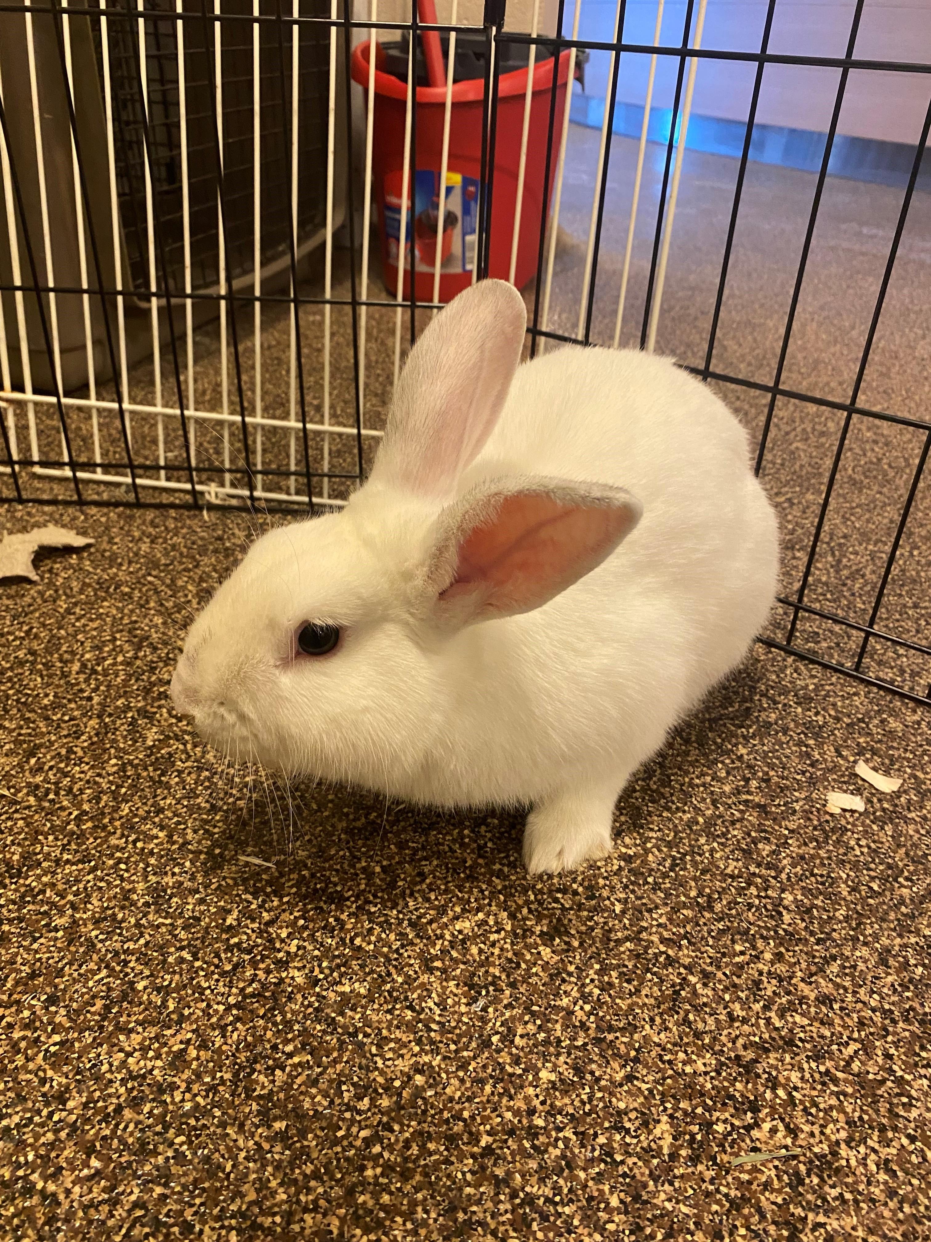 Asher OS-324/24, a Adoptable Bunny Rabbit in Burlington, ON image 1/4