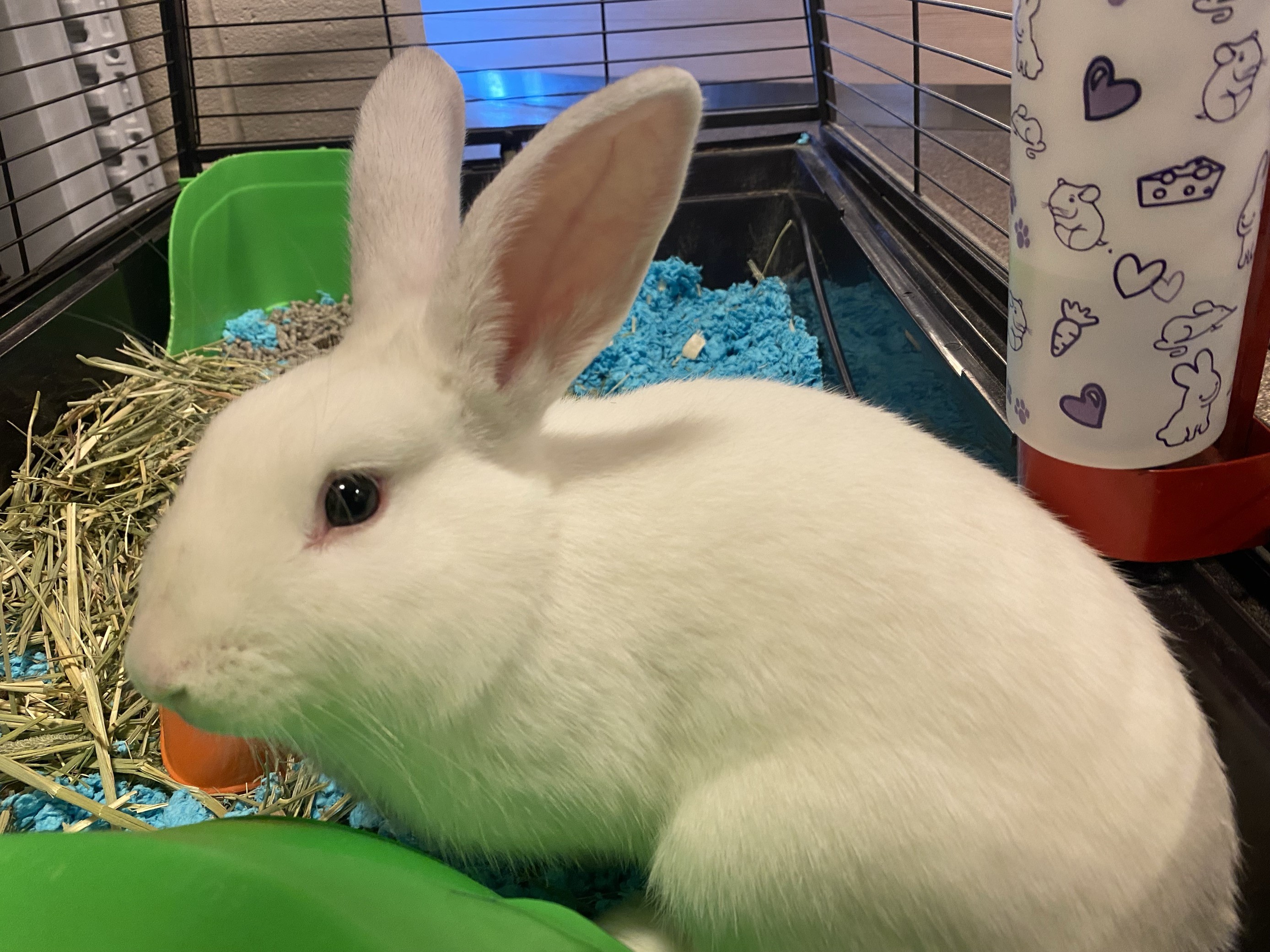 Asher OS-324/24, a Adoptable Bunny Rabbit in Burlington, ON image 4/4