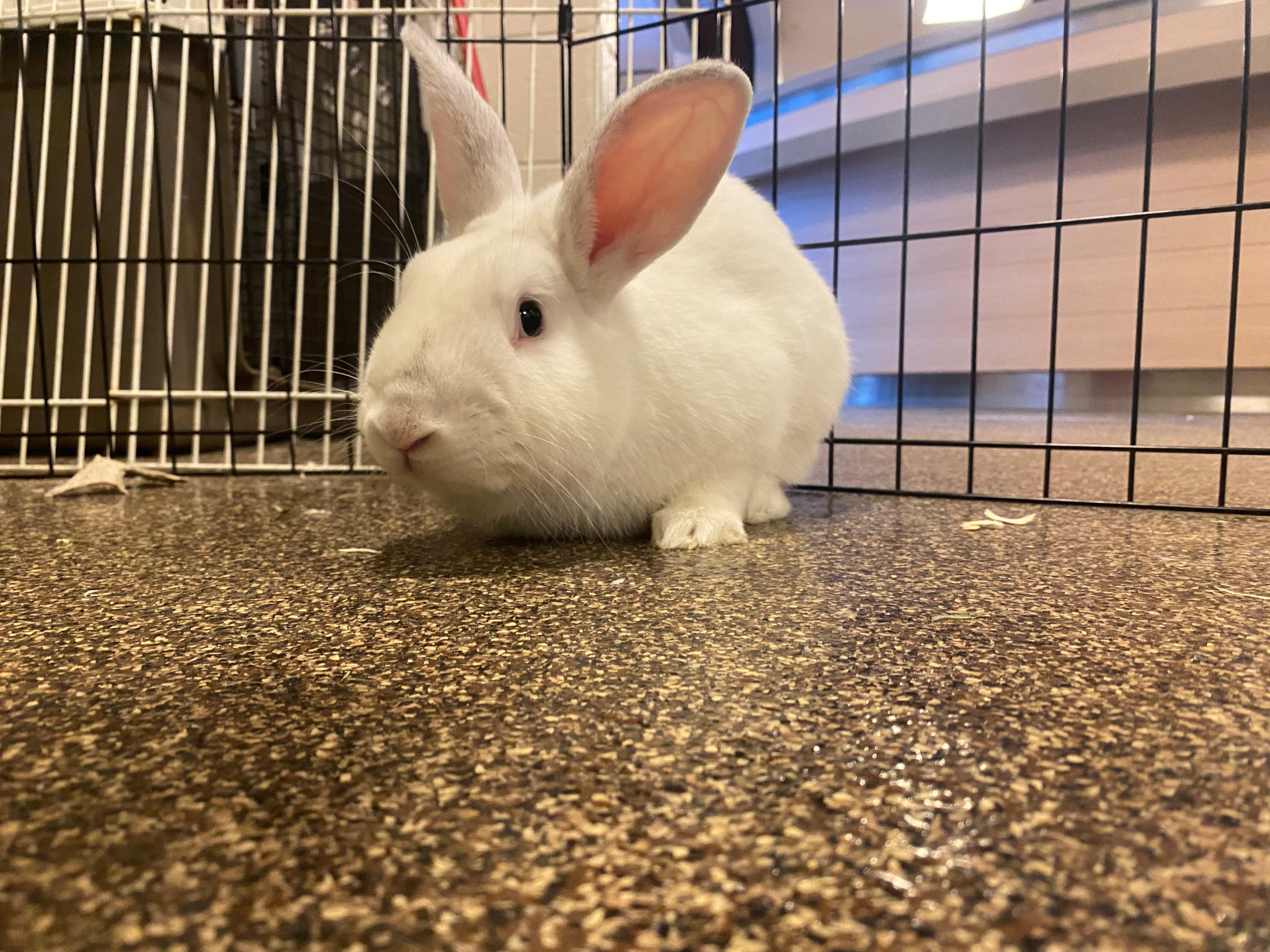 Asher OS-324/24, a Adoptable Bunny Rabbit in Burlington, ON image 2/4