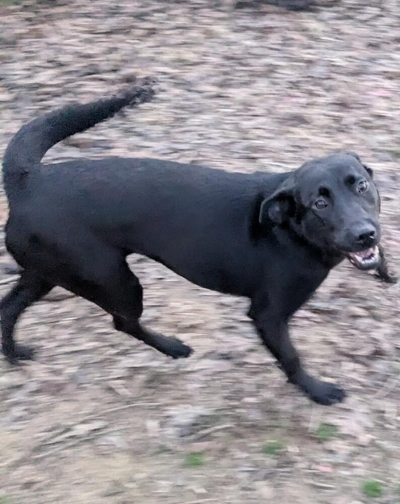 Reya, Adoptable, Adult Female Labrador Retriever.