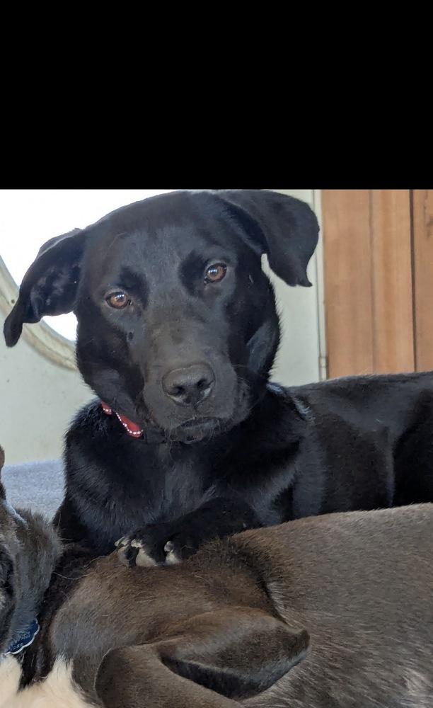 Enlarge Reya, a Adoptable mixed breed in Boston, MA image 2/6