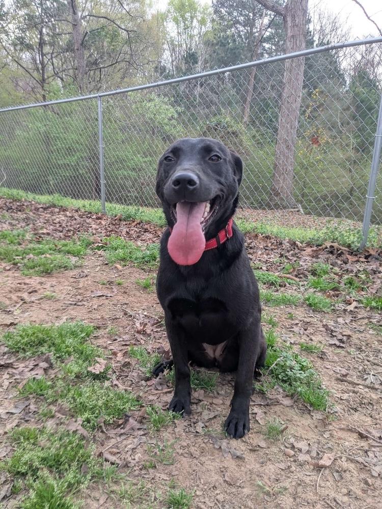 Enlarge Reya, a Adoptable mixed breed in Boston, MA image 3/6