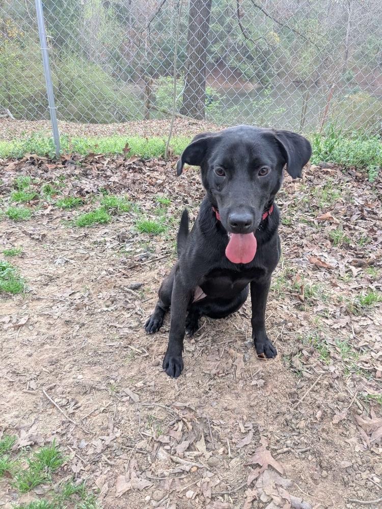 Enlarge Reya, a Adoptable mixed breed in Boston, MA image 4/6