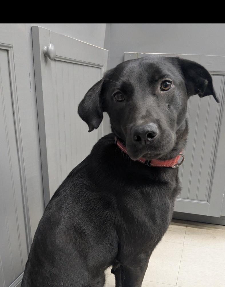 Enlarge Reya, a Adoptable mixed breed in Boston, MA image 5/6