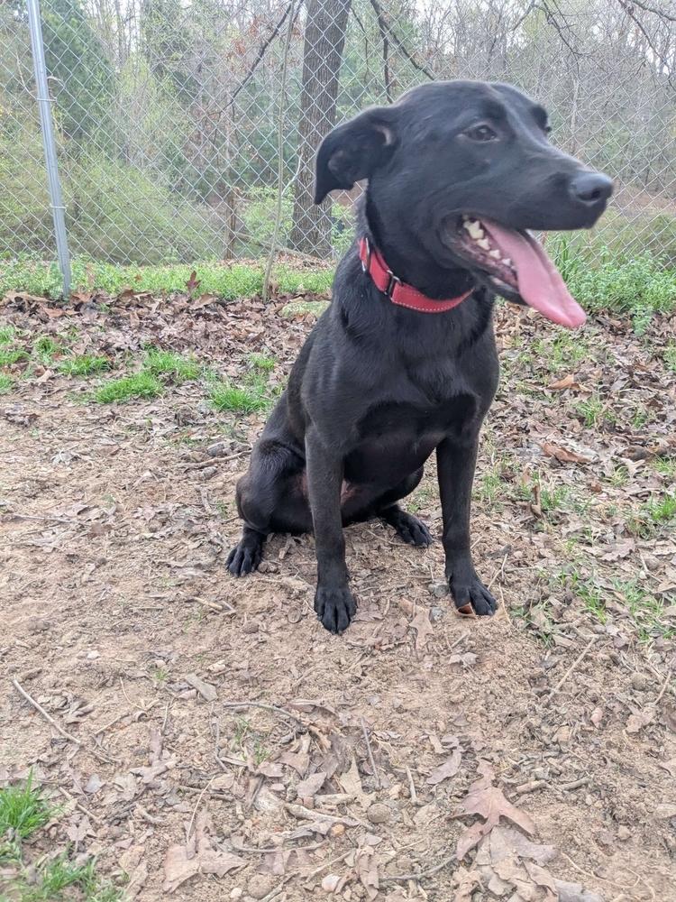 Enlarge Reya, a Adoptable mixed breed in Boston, MA image 6/6