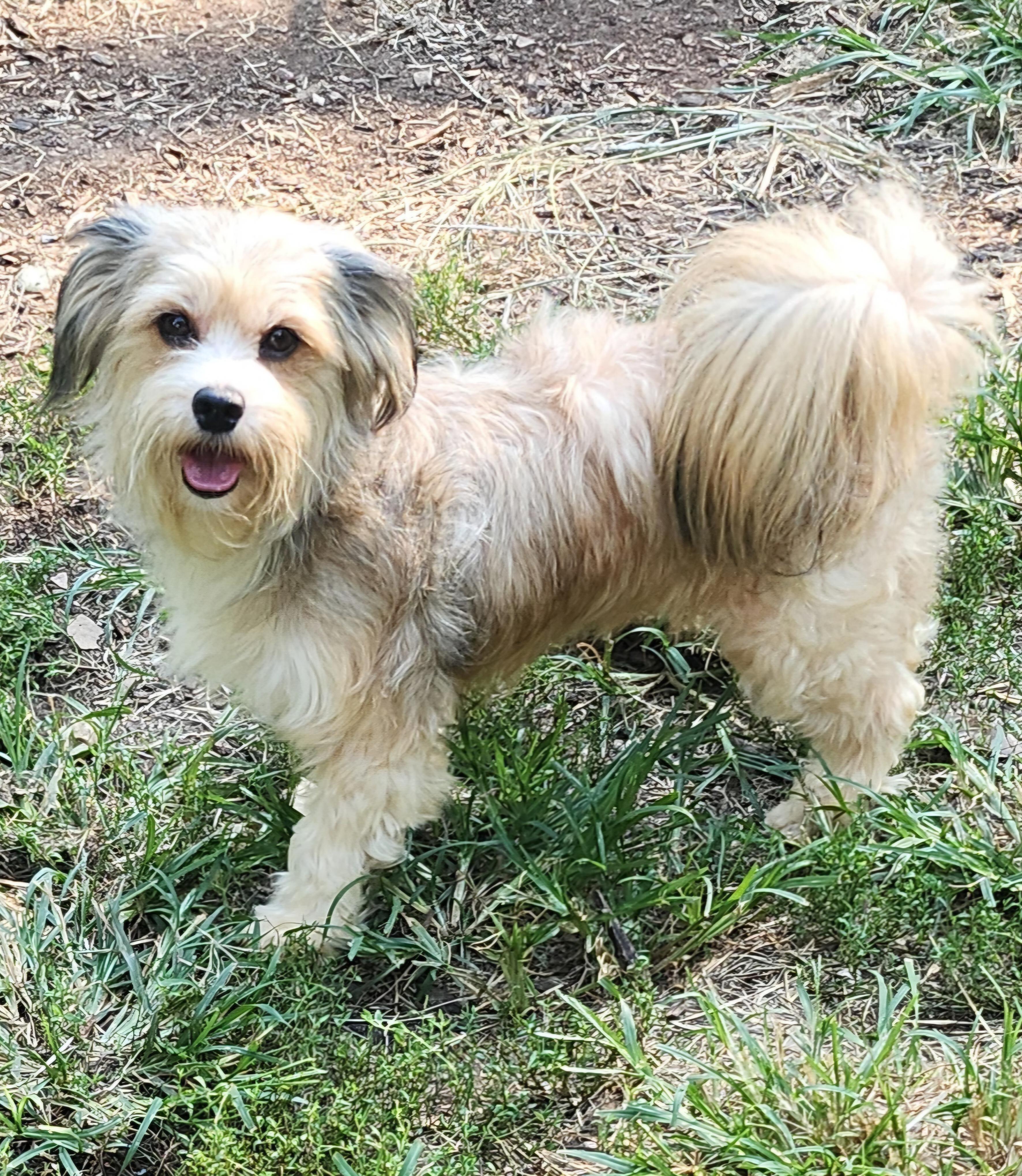 Lark, Adoptable, Adult Female Tibetan Terrier.