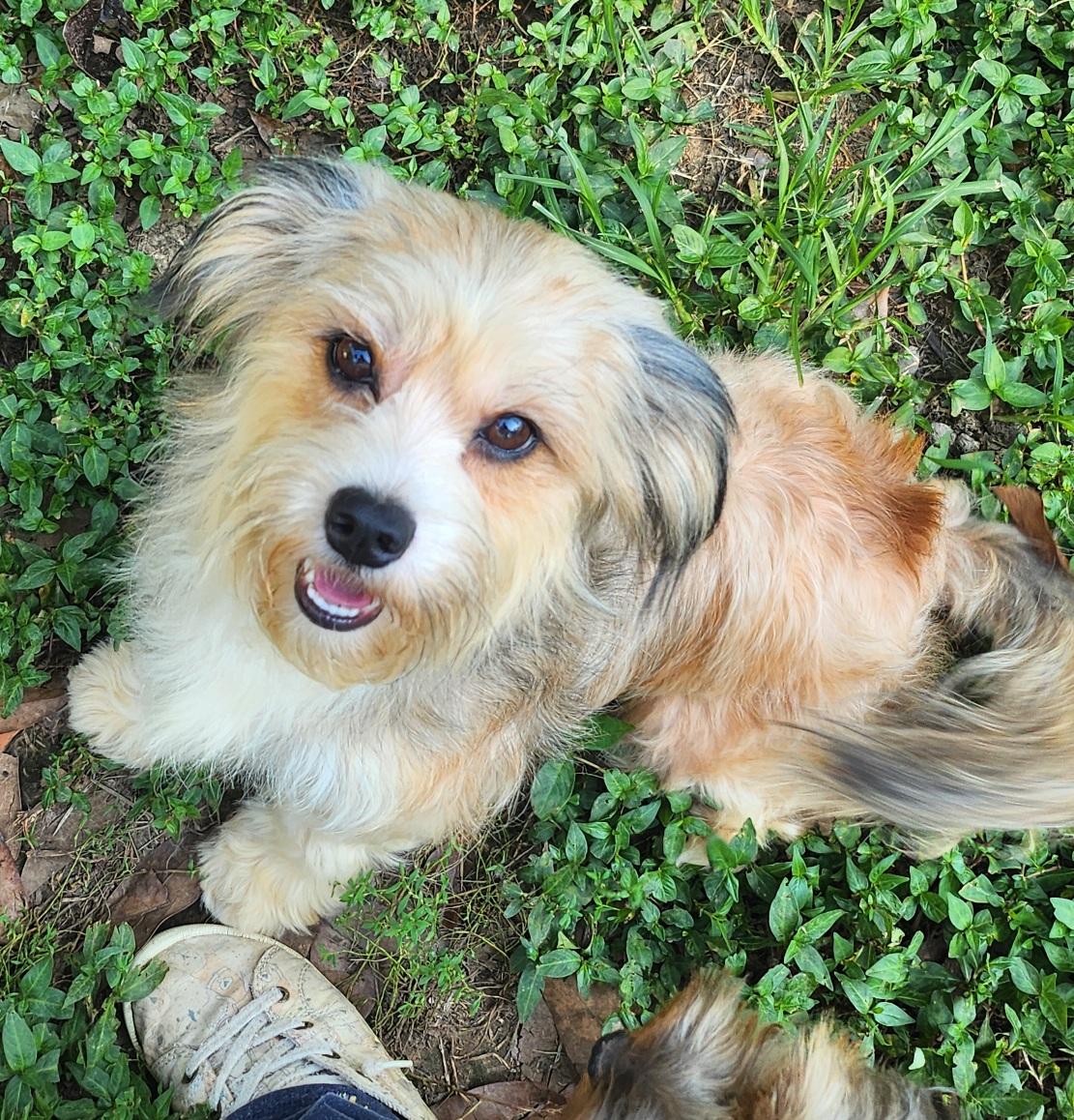Lark, Adoptable, Adult Female Tibetan Terrier.