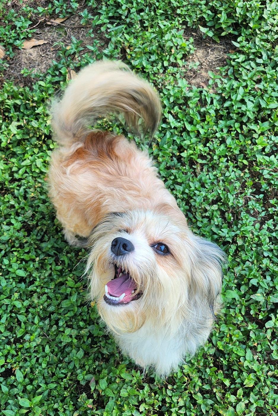 Enlarge Lark, a Adoptable mixed breed in Franklin, TN image 3/3
