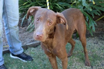 Buster B, Adoptable, Adult Male Labrador Retriever & Mixed Breed.