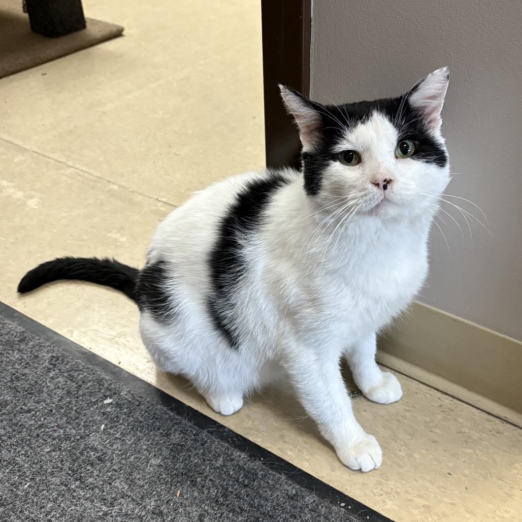 Munchy, Adoptable, Adult Male Domestic Short Hair.