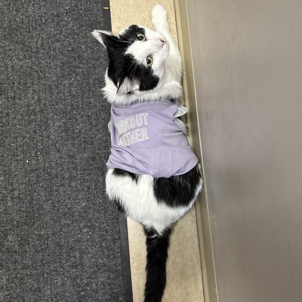 Enlarge Munchy, a Adoptable mixed breed in Fort Collins, CO image 2/6