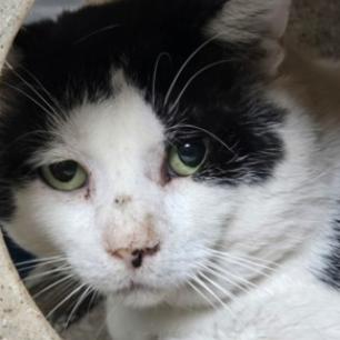 Enlarge Munchy, a Adoptable mixed breed in Fort Collins, CO image 3/6