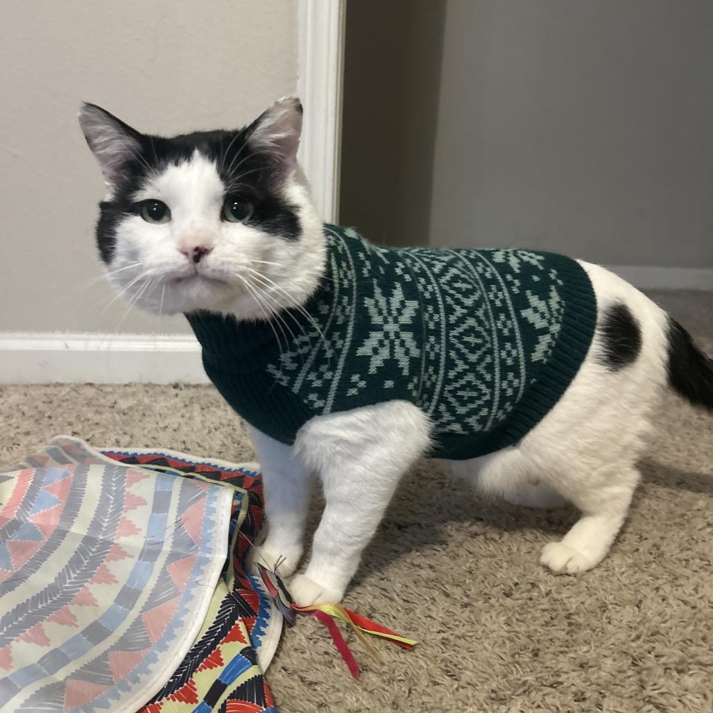 Enlarge Munchy, a Adoptable mixed breed in Fort Collins, CO image 4/6