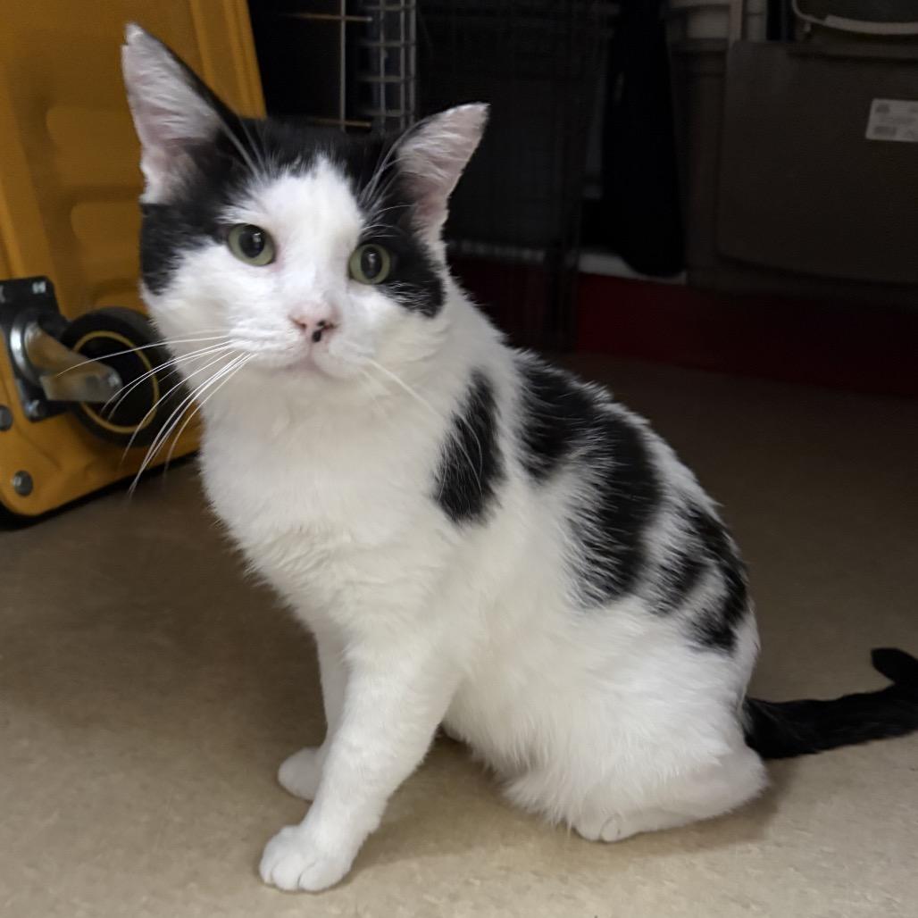 Enlarge Munchy, a Adoptable mixed breed in Fort Collins, CO image 5/6