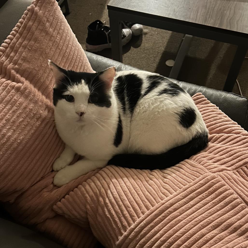 Enlarge Munchy, a Adoptable mixed breed in Fort Collins, CO image 6/6