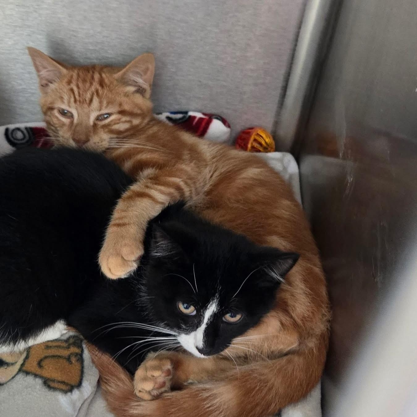 Enlarge Bonnie & Clyde (Bonded), a ADOPTABLE Domestic Short Hair in Attleboro, MA image 1/5