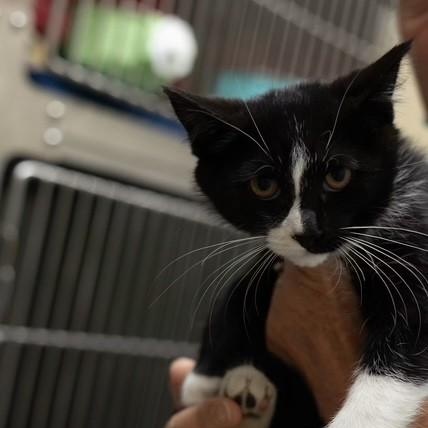 Enlarge Bonnie & Clyde (Bonded), a ADOPTABLE Domestic Short Hair in Attleboro, MA image 3/5