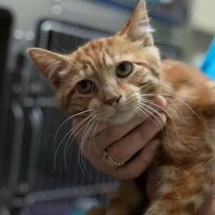 Enlarge Bonnie & Clyde (Bonded), a ADOPTABLE Domestic Short Hair in Attleboro, MA image 2/5