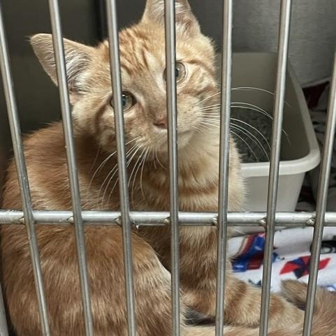 Enlarge Bonnie & Clyde (Bonded), a ADOPTABLE Domestic Short Hair in Attleboro, MA image 5/5