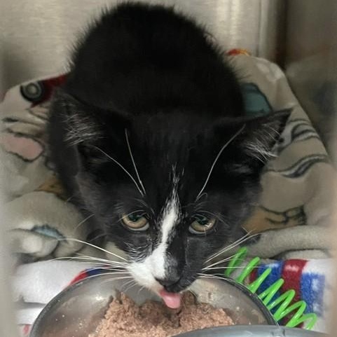 Enlarge Bonnie & Clyde (Bonded), a ADOPTABLE Domestic Short Hair in Attleboro, MA image 4/5