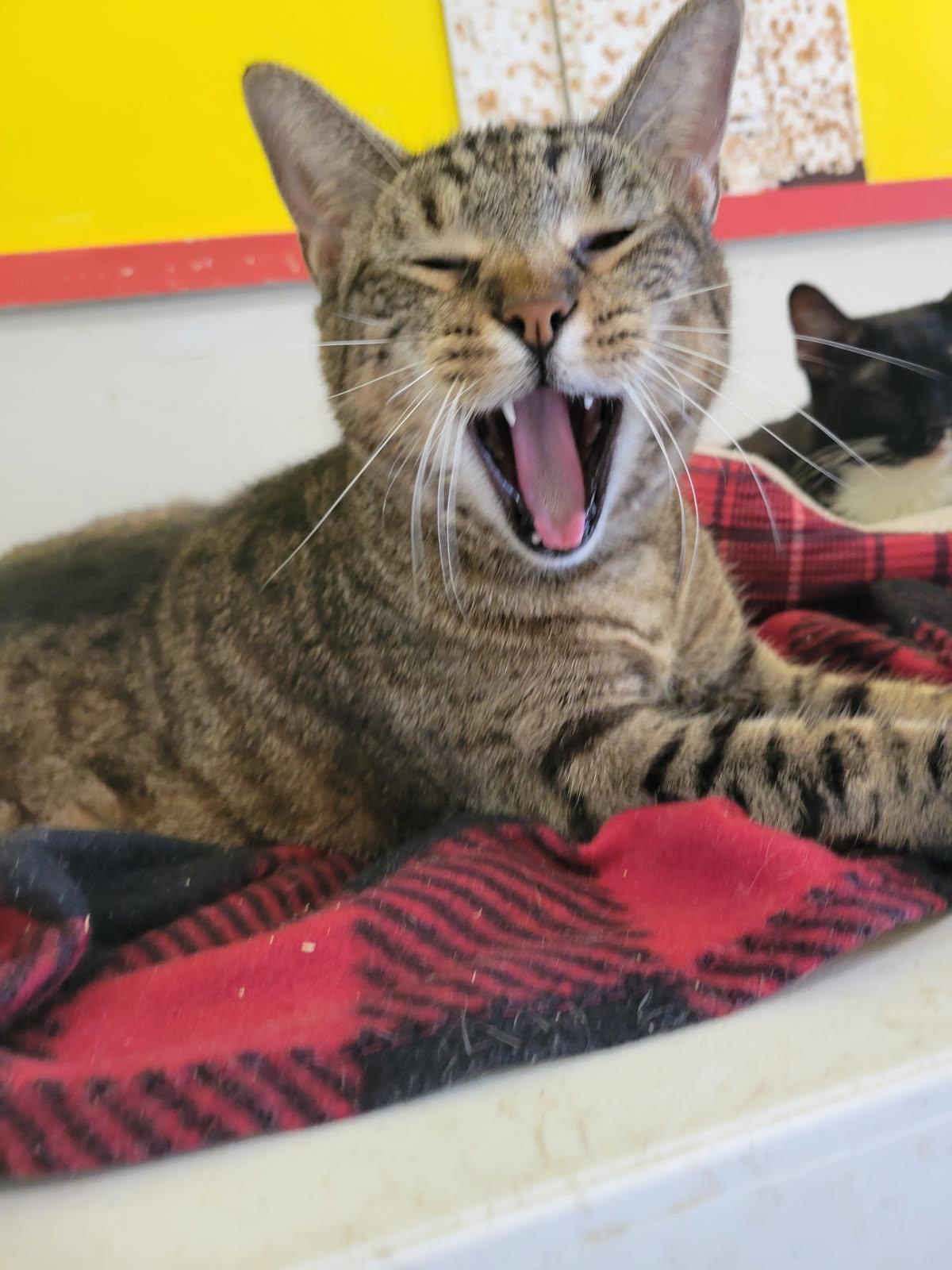 Enlarge CHROMIUM, a Adoptable Domestic Short Hair in Owensboro, KY image 1/6