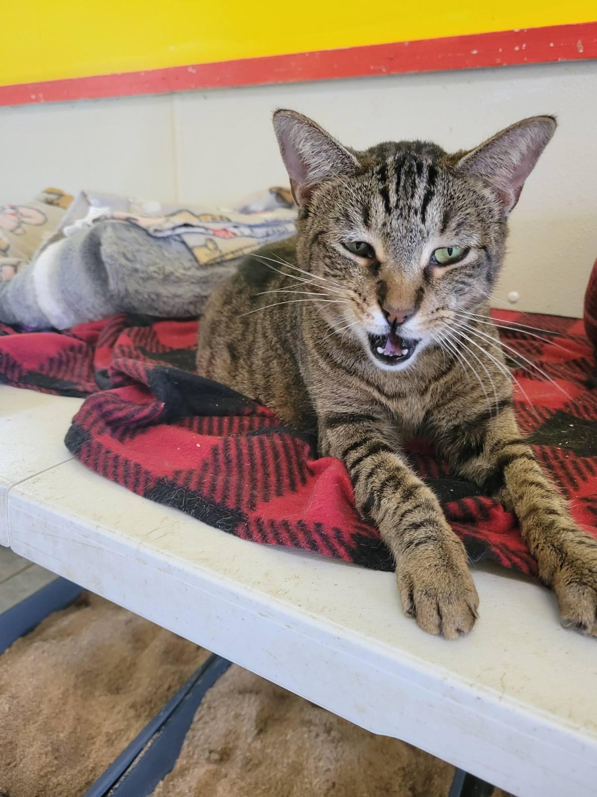 Enlarge CHROMIUM, a Adoptable Domestic Short Hair in Owensboro, KY image 5/6