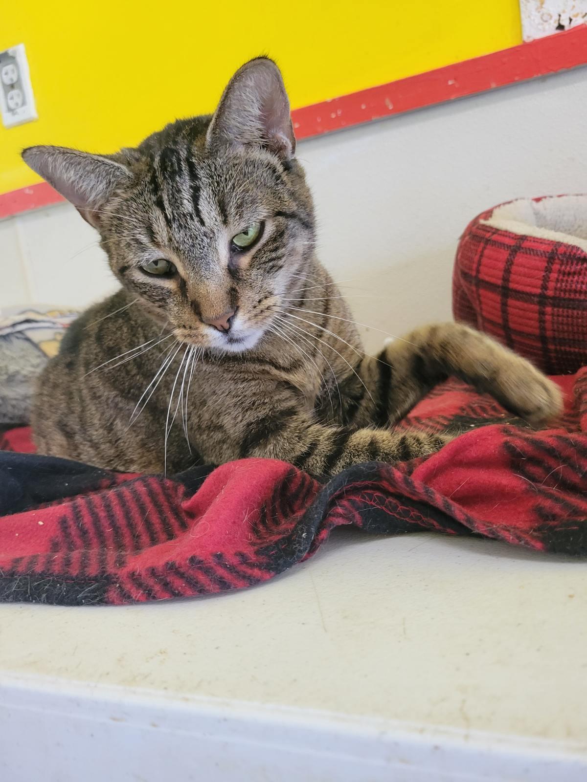 Enlarge CHROMIUM, a Adoptable Domestic Short Hair in Owensboro, KY image 6/6