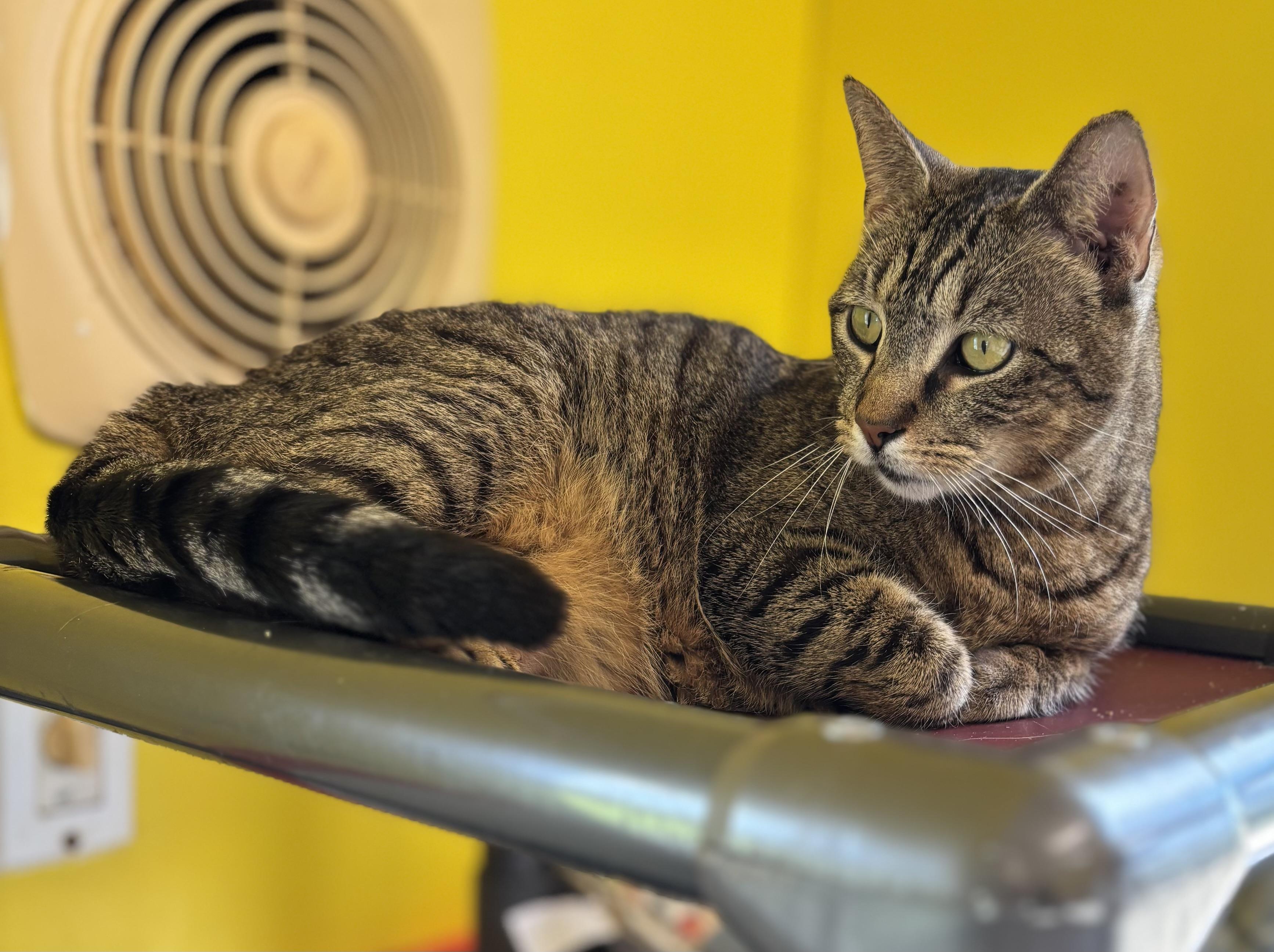Enlarge CHROMIUM, a Adoptable Domestic Short Hair in Owensboro, KY image 3/4