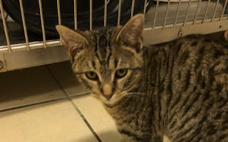 CHROMIUM, Adoptable, Young Female Domestic Short Hair.