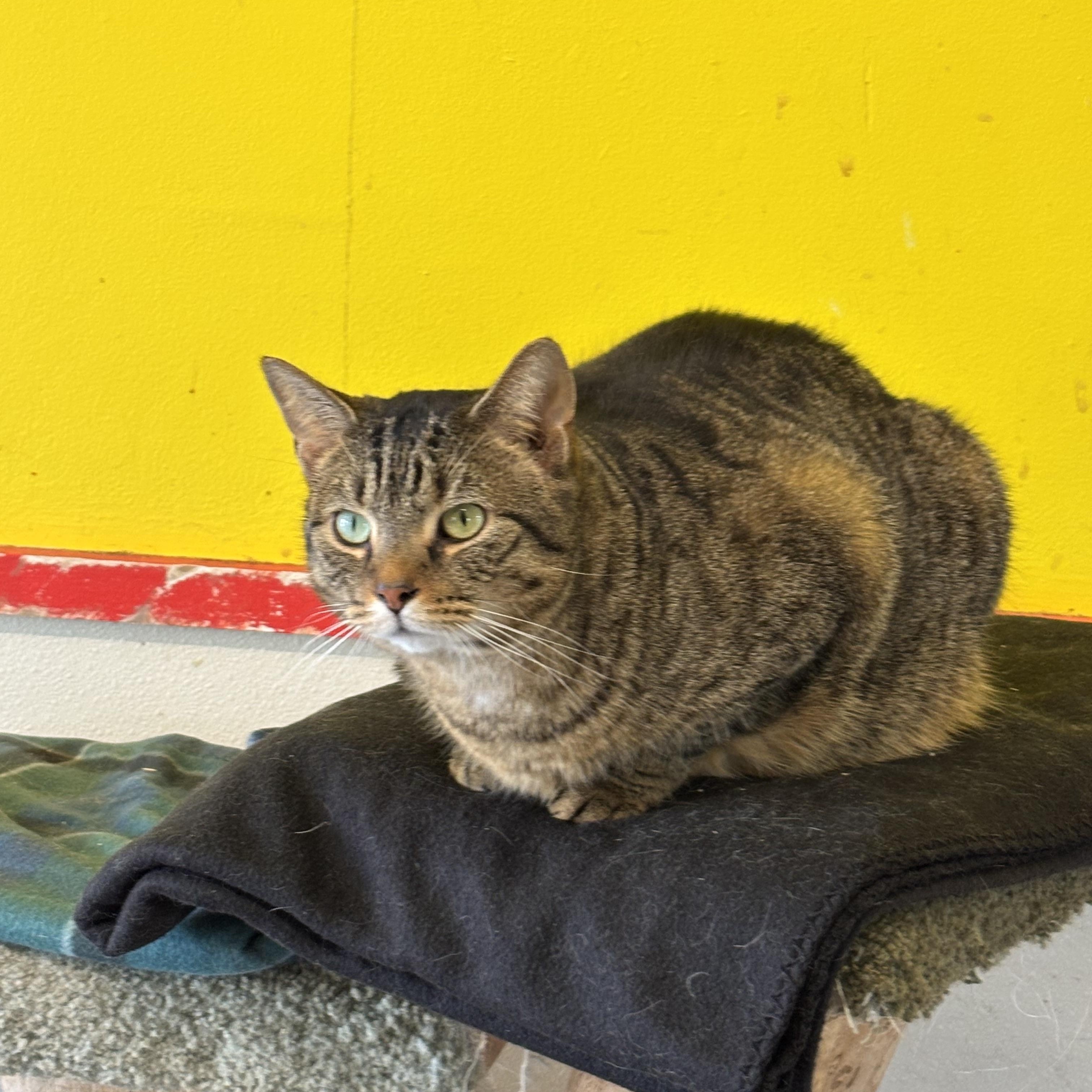 CHROMIUM, Adoptable, Adult Female Domestic Short Hair.