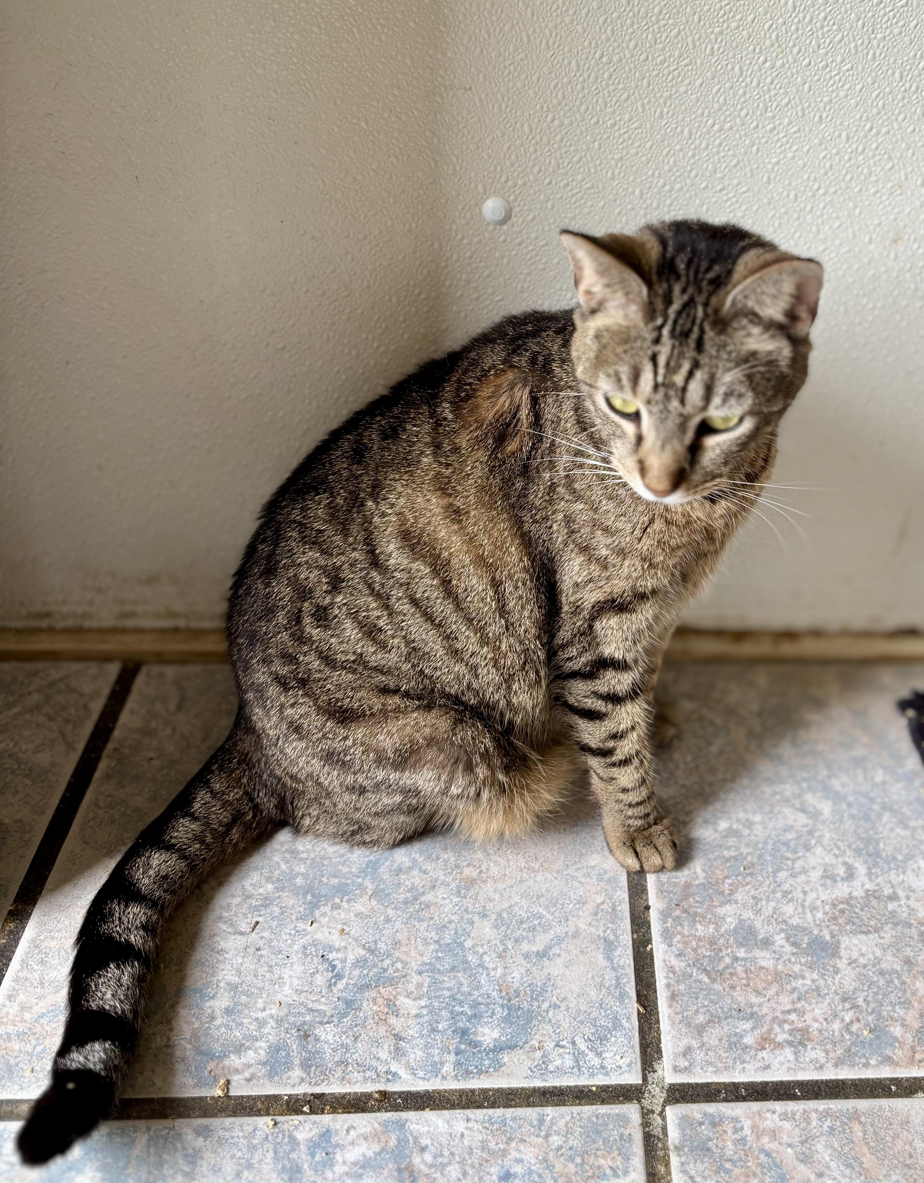Enlarge CHROMIUM, a Adoptable Domestic Short Hair in Owensboro, KY image 4/4