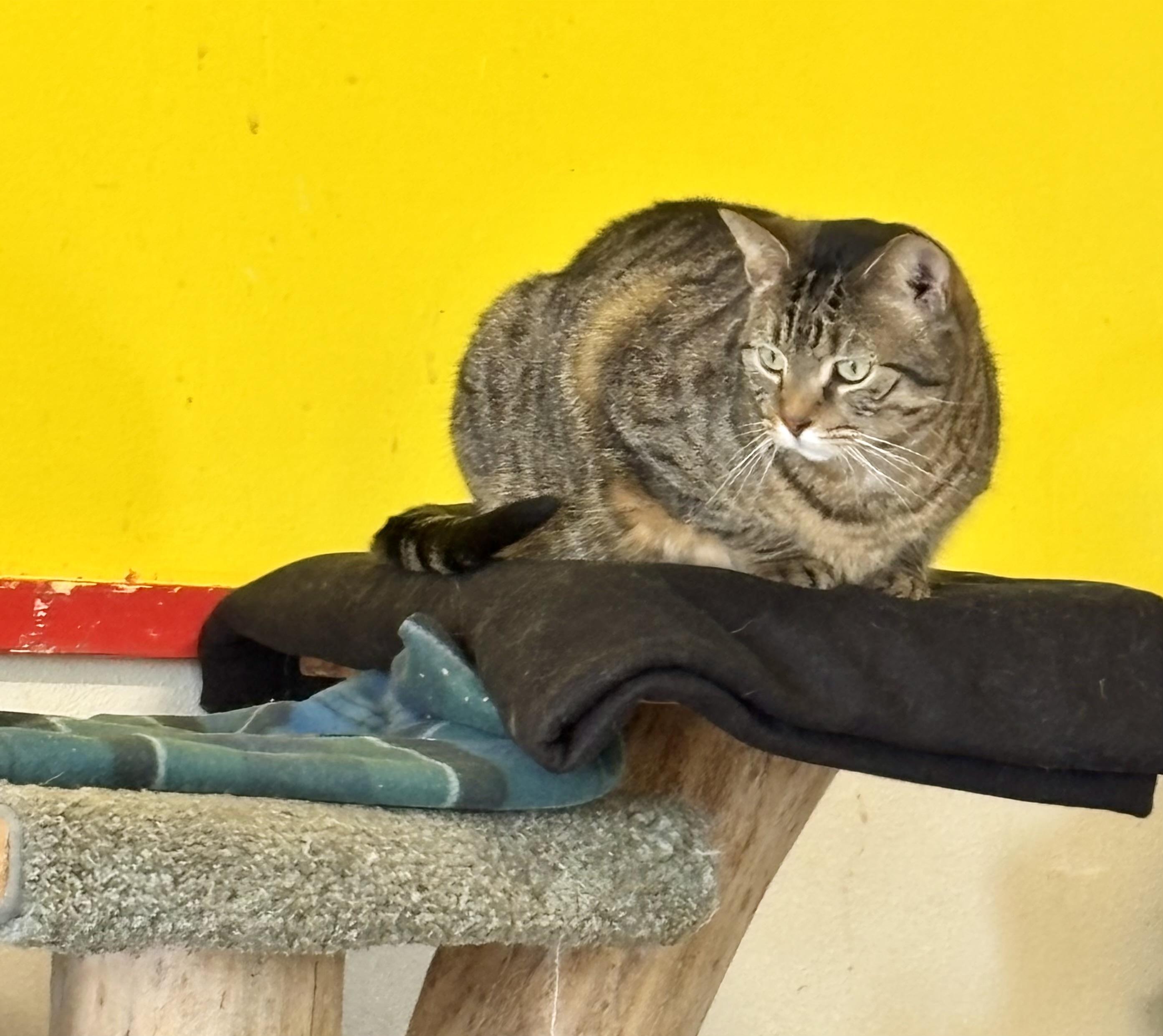 CHROMIUM, a Adoptable Domestic Short Hair in Owensboro, KY image 4/4