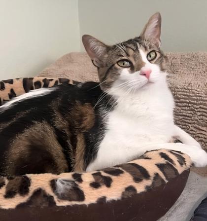 Enlarge Kimmy, a Adoptable Domestic Short Hair in Encinitas, CA image 1/3