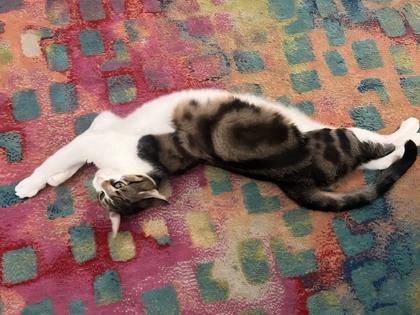 Enlarge Kimmy, a Adoptable Domestic Short Hair in Encinitas, CA image 2/3