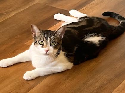 Enlarge Kimmy, a Adoptable Domestic Short Hair in Encinitas, CA image 3/3