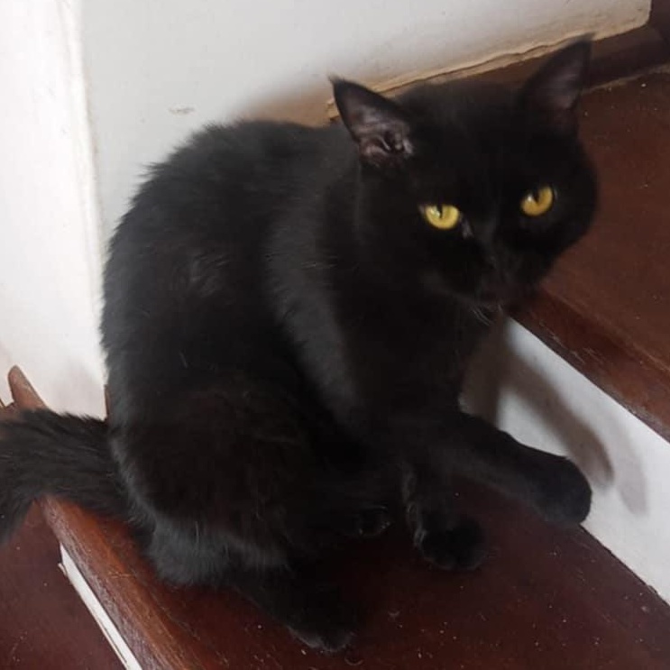 Panther, Adoptable, Young Male Bombay & Burmese.