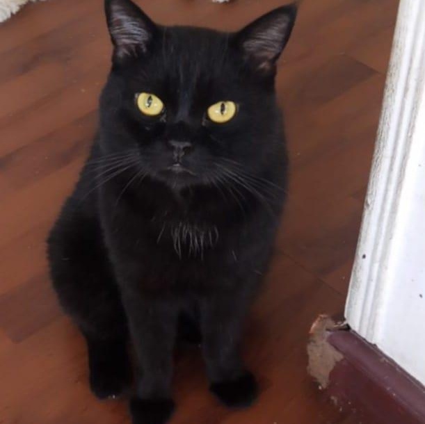 Enlarge Panther, a Adoptable mixed breed in Brampton, ON image 4/4