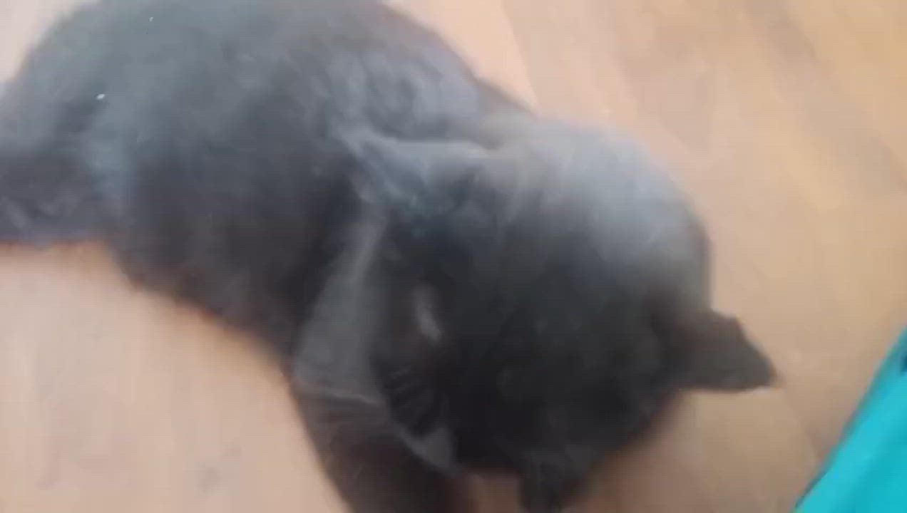 Enlarge Panther, a Adoptable mixed breed in Brampton, ON video 3/4