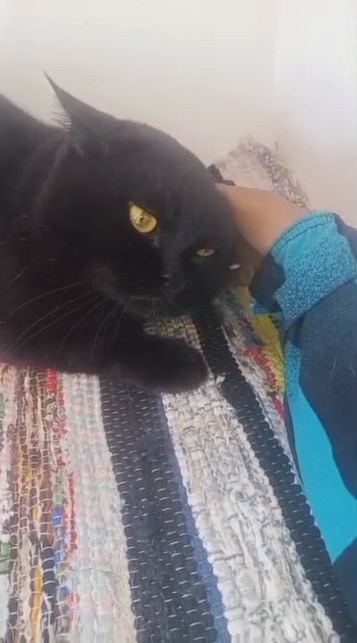 Enlarge Panther, a Adoptable mixed breed in Brampton, ON video 2/4